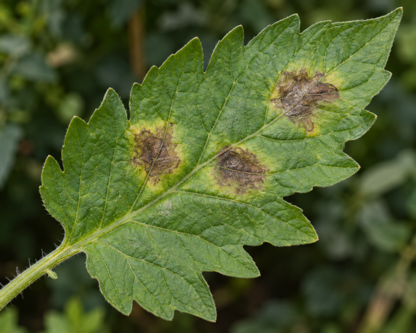 AI-generated photorealistic tomato leaf with three visible lesions